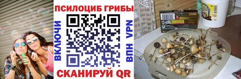 Псилоцибиновые грибы Cubensis  Невель 